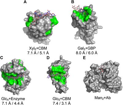Structure-based neural network protein–carbohydrate interaction predictions at the residue level